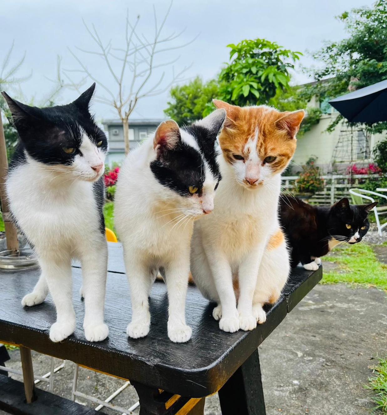 Cat Sky Country Homestay Szanhszing Kültér fotó