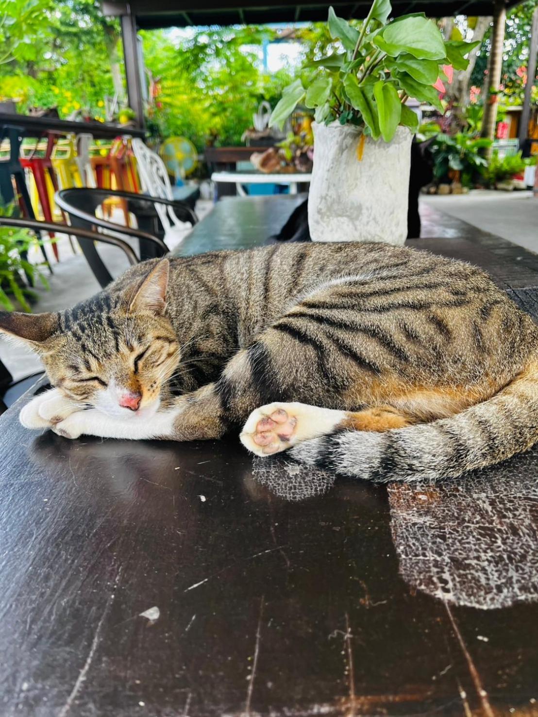 Cat Sky Country Homestay Szanhszing Kültér fotó