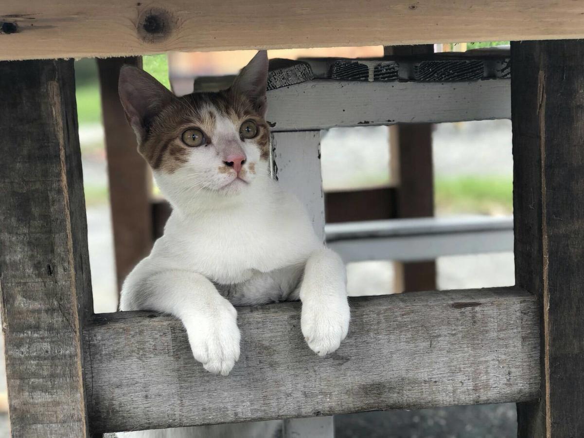 Cat Sky Country Homestay Szanhszing Kültér fotó