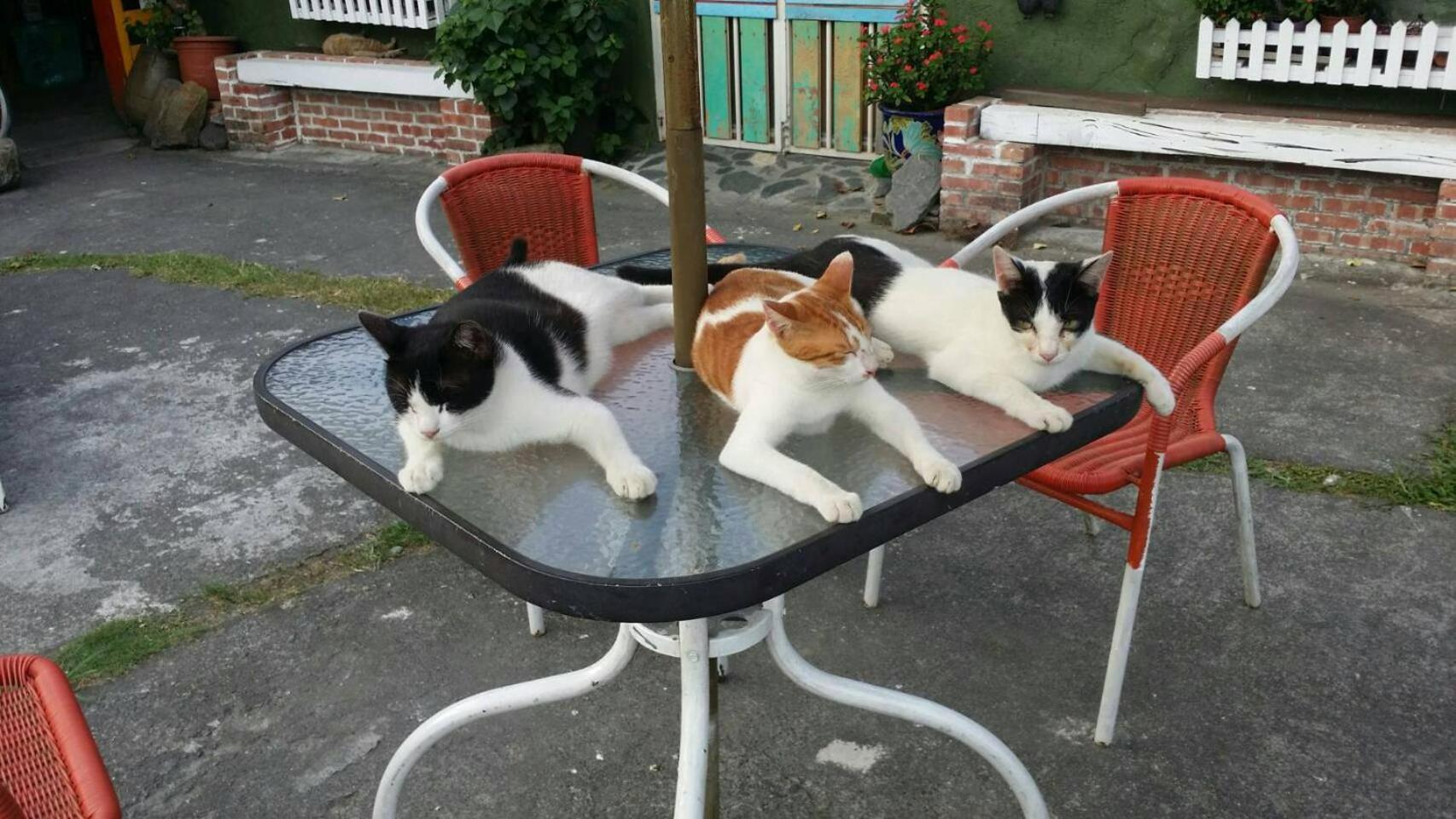 Cat Sky Country Homestay Szanhszing Kültér fotó