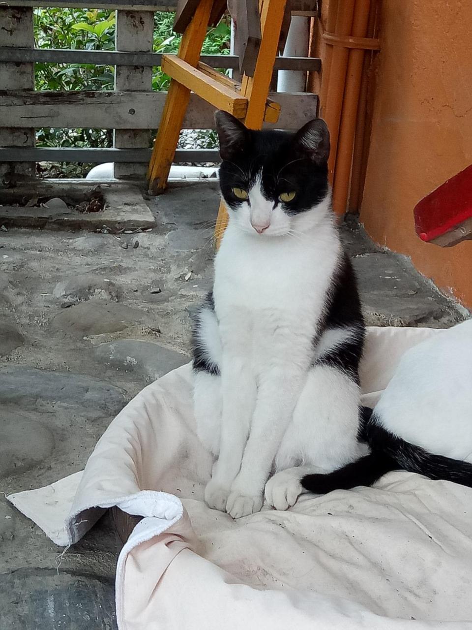 Cat Sky Country Homestay Szanhszing Kültér fotó